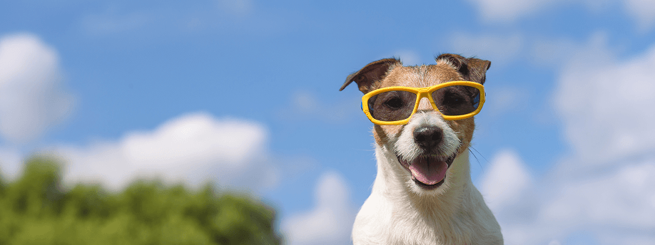 Why Hot Weather Makes Your Dog More Reactive