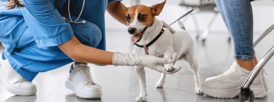 Dog Joint Health: What to Watch For