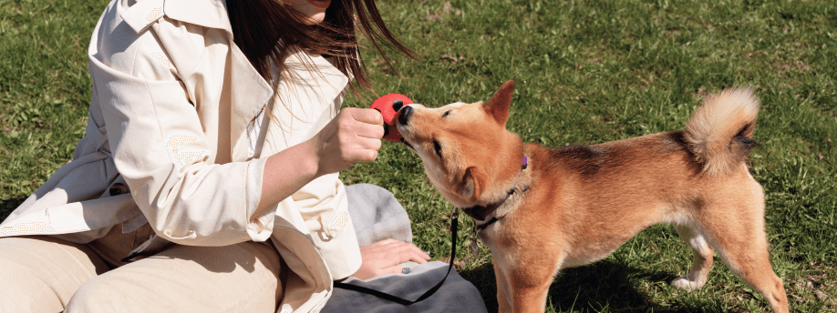 Why Your Dog Needs Mental Stimulation (And 5 Signs They're Not Getting Enough)