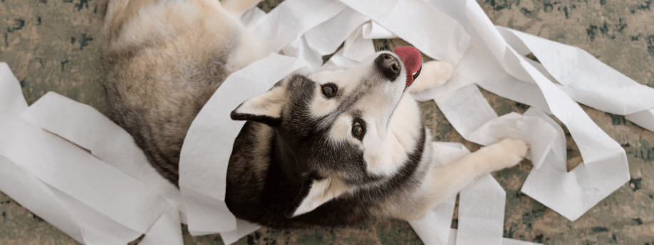Give Your Dog a Job: 9 Ways to Satisfy Their Work Drive and Stop Problem Behaviors