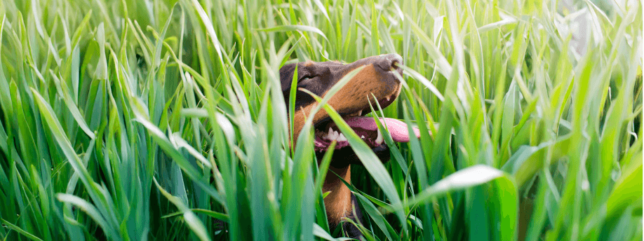 The Ultimate Guide to Sensory Enrichment: Awakening Your Dog's Super Senses