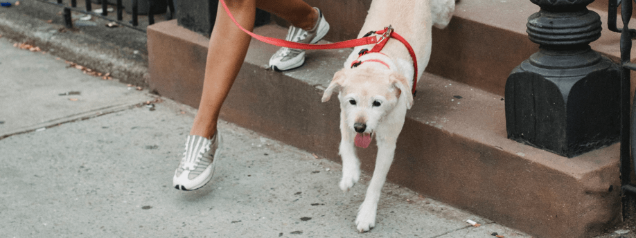 The Social Butterfly Effect: Why Your Dog's Happiness Depends on Healthy Relationships