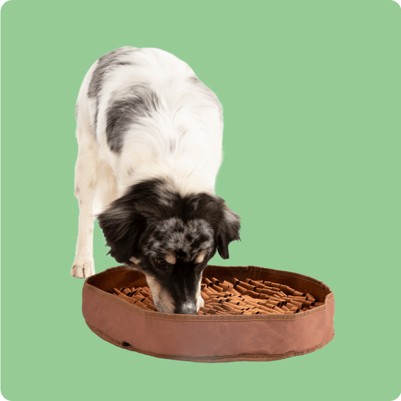Container of heart-shaped dog chews for skin and coat health.