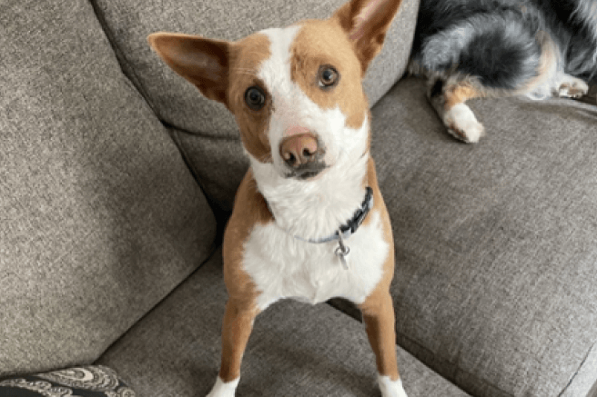 Reba