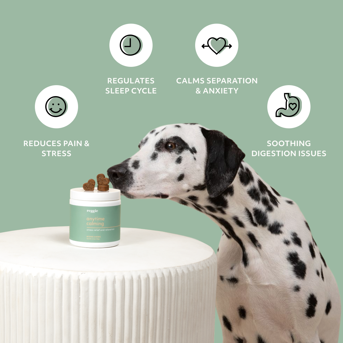Best medicine top to calm dogs