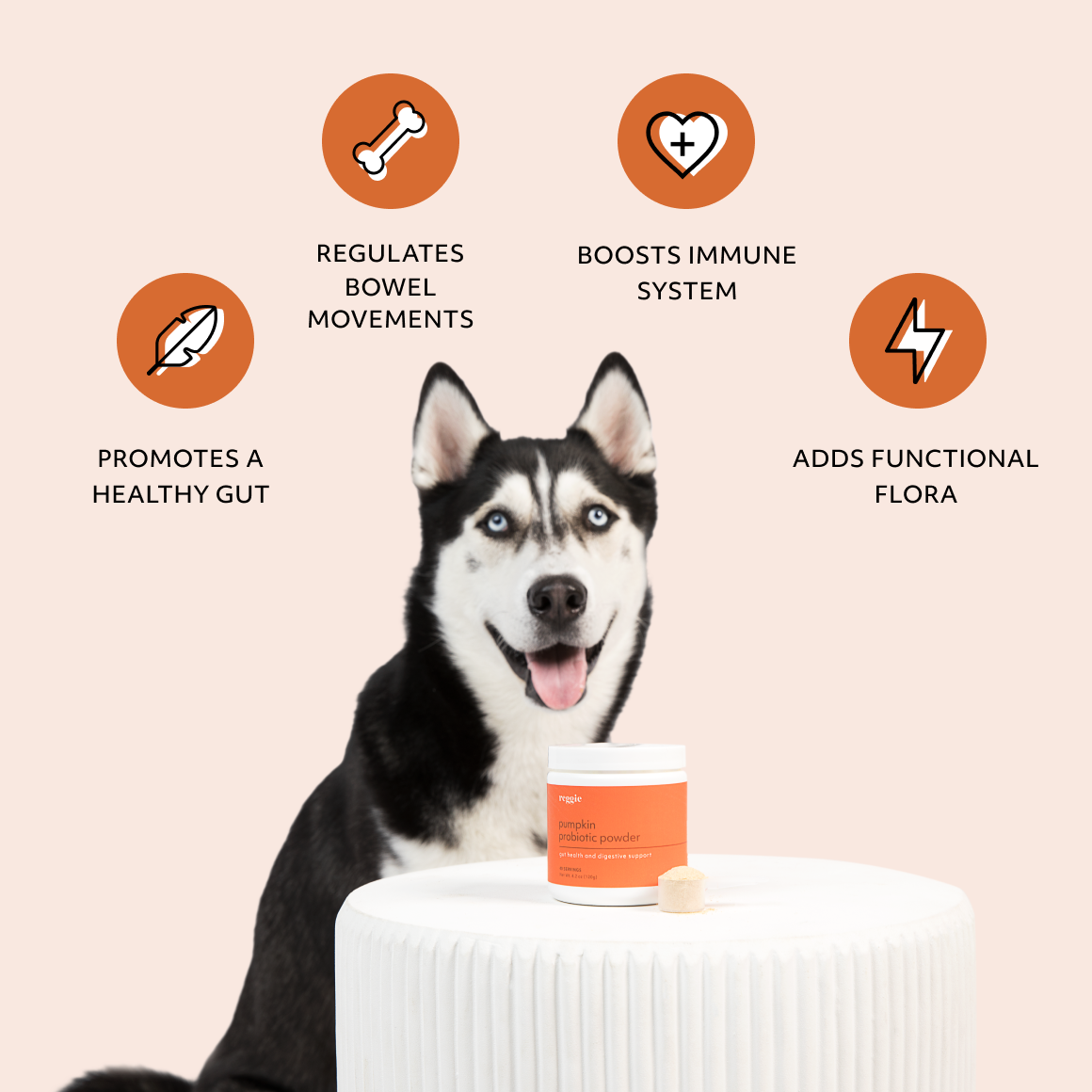 Pumpkin probiotic online