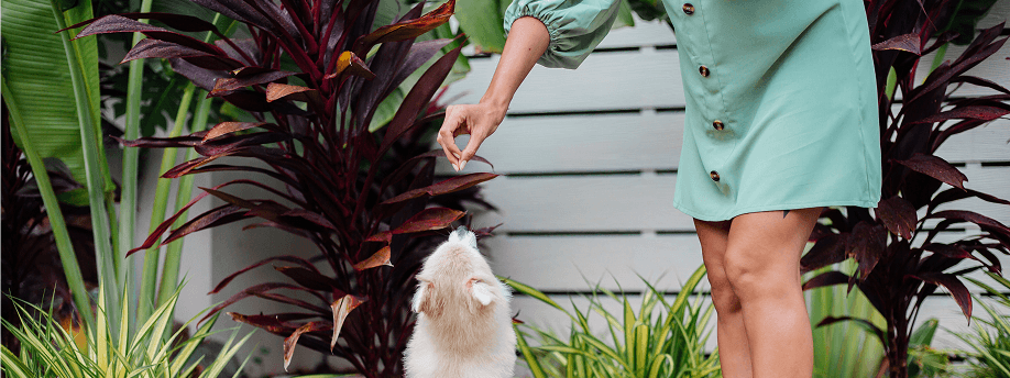 High-Protein Dog Treats: Why Beef Liver Is the Best