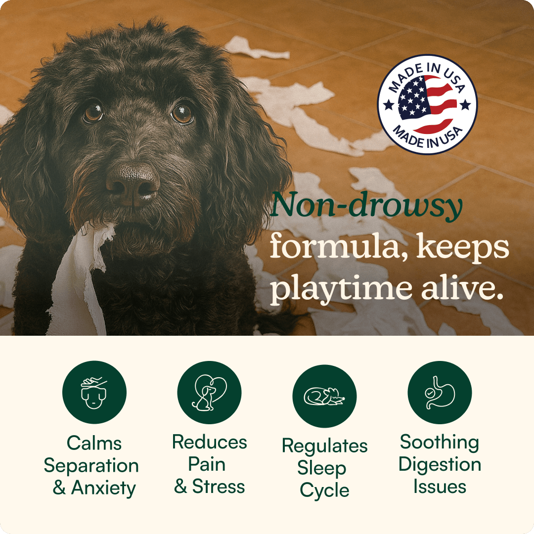 Anytime Calming Chews