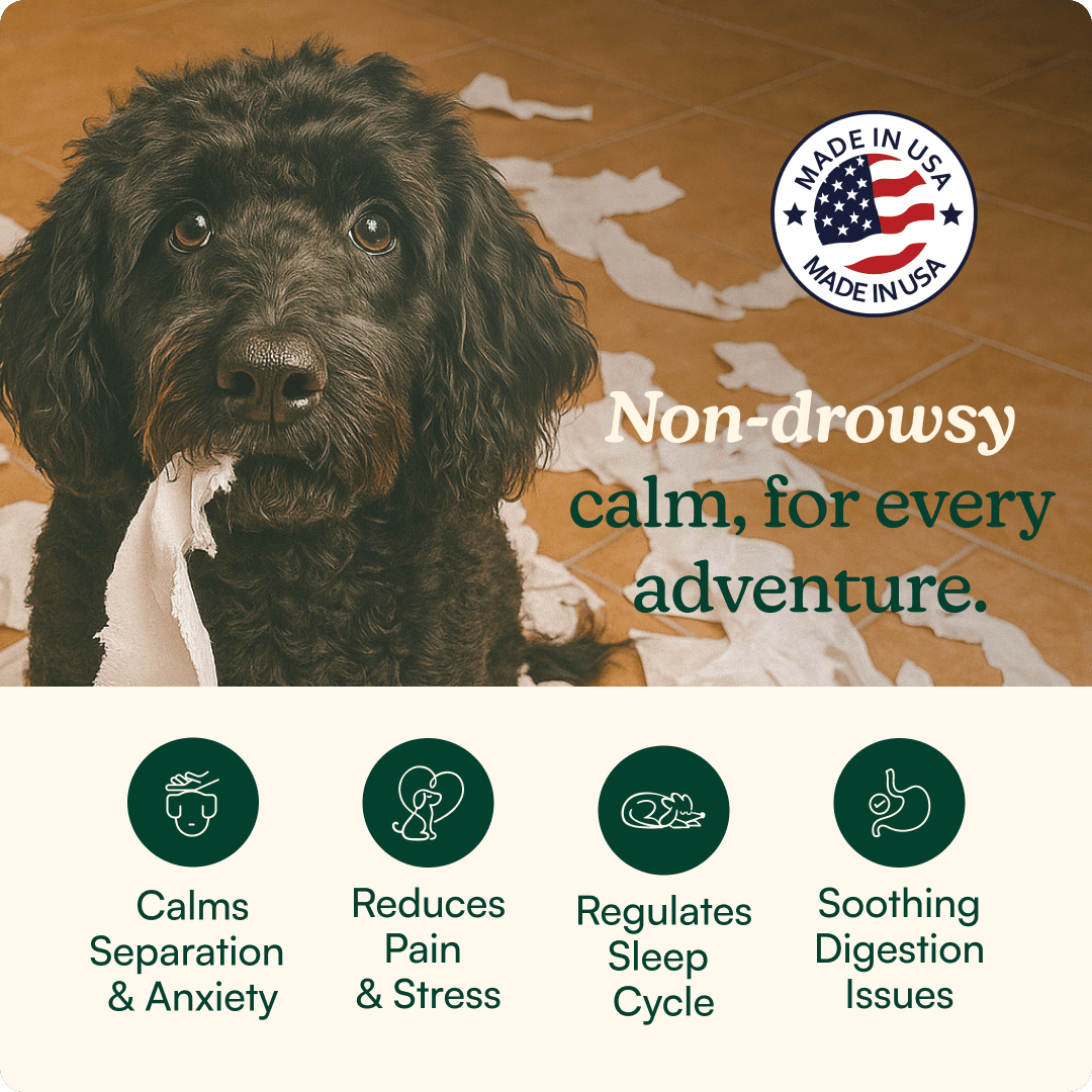 Anytime Calming Chews