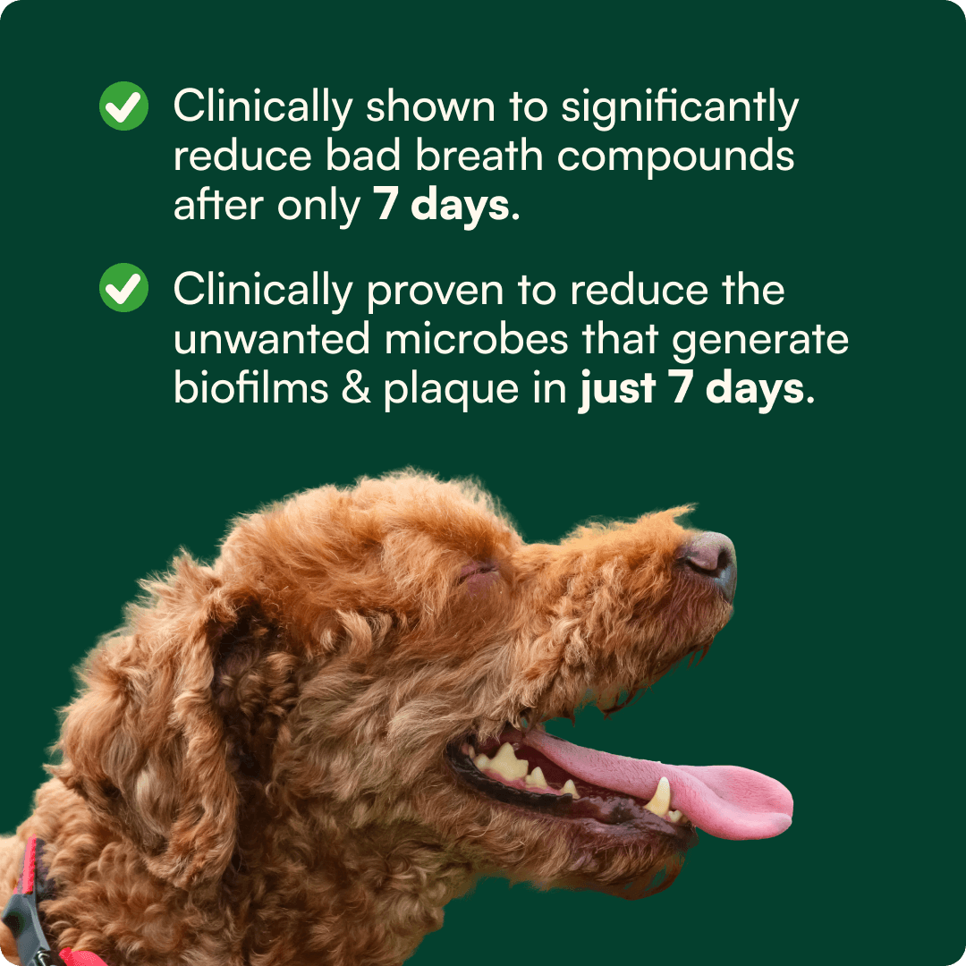 Bright Bite Dog Dental Powder