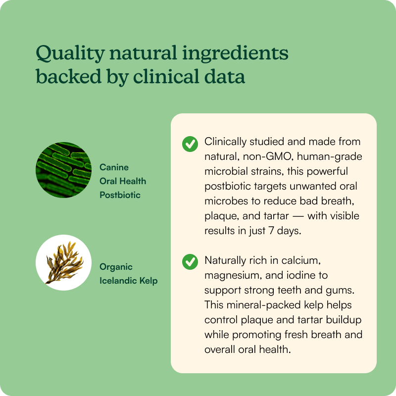 Bright Bite Dental Powder