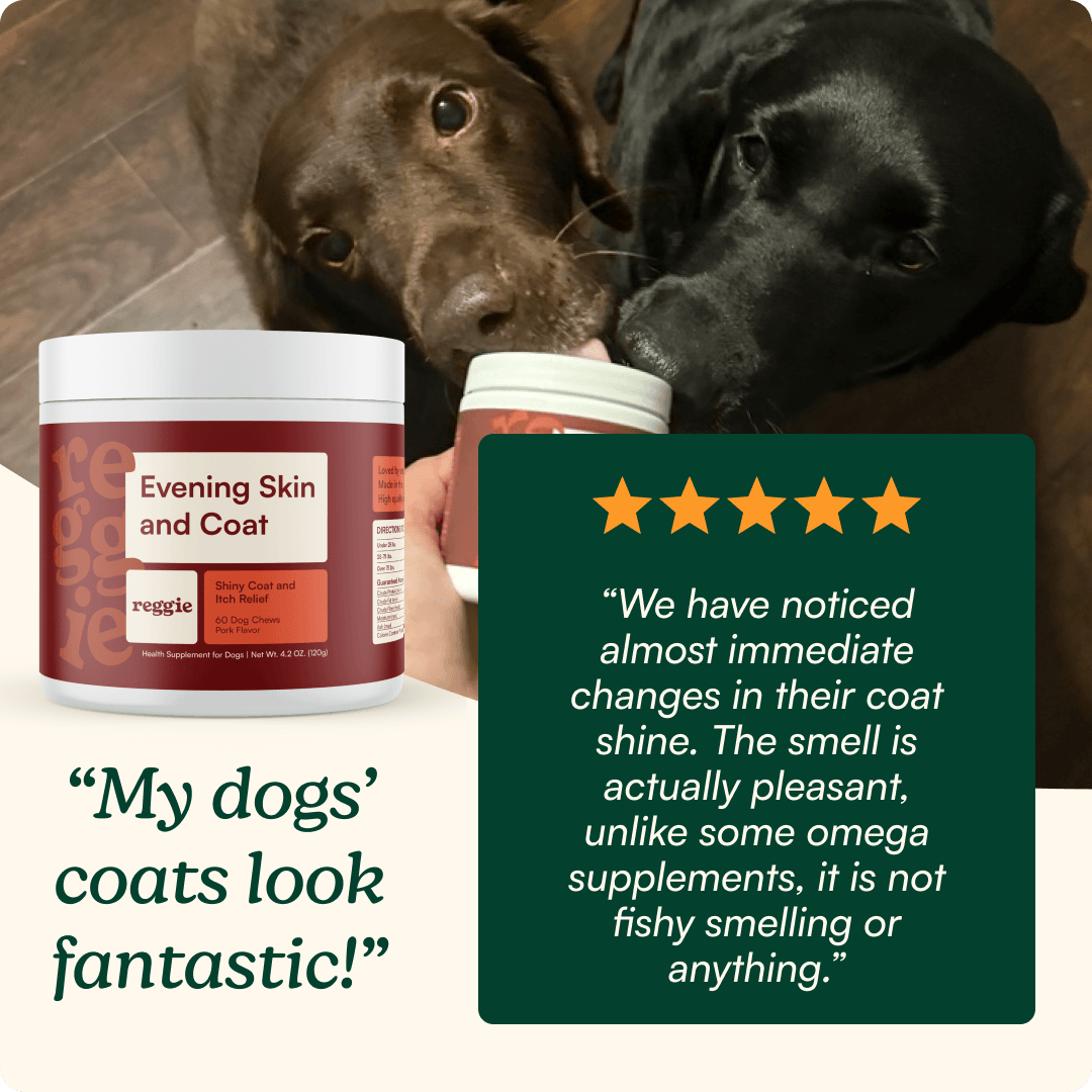 Evening Skin + Coat Chews