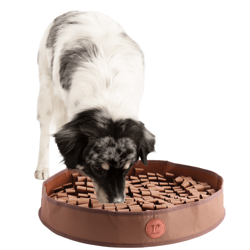 Container of heart-shaped dog chews for skin and coat health.