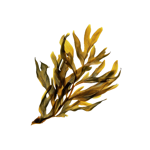 Organic Icelandic Kelp
