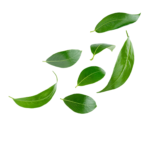 L-Theanine