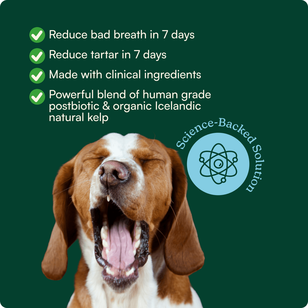 Bright Bite Dental Powder