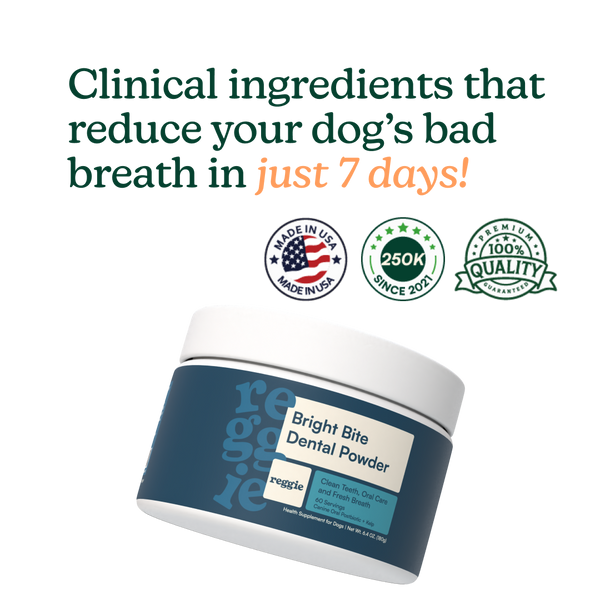 Bright Bite Dental Powder – Oral Health for Dogs | Reggie