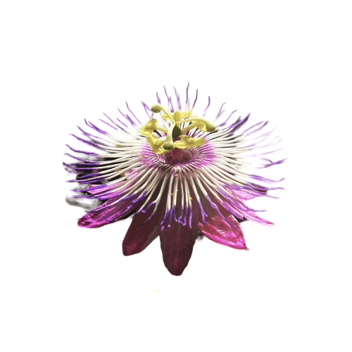 Passionflower