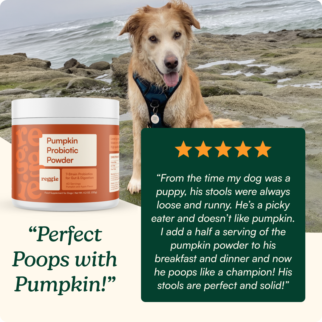 Pumpkin Probiotic Powder