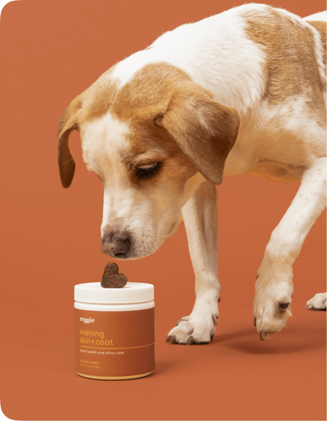 How to make your top dog's coat shiny and soft