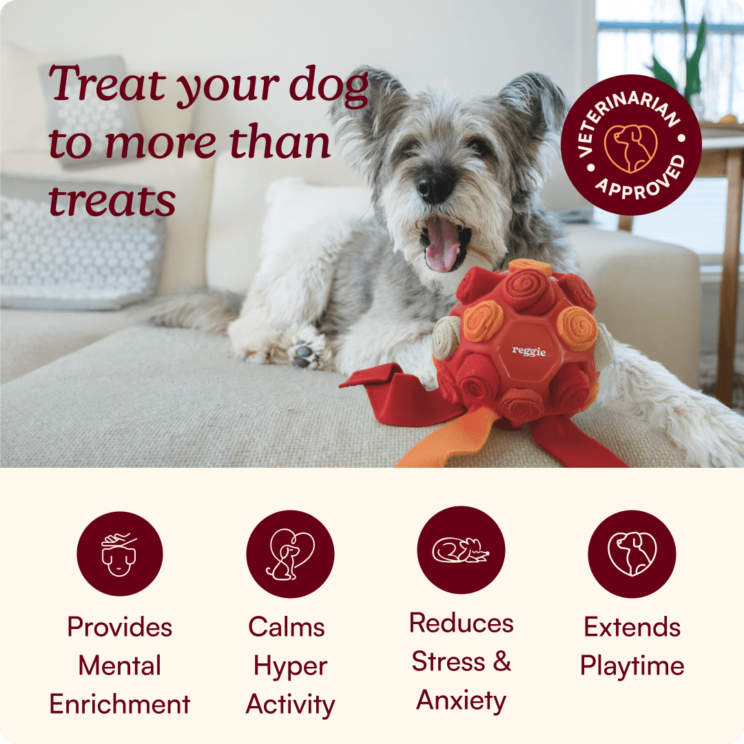 Snuffle Ball For Dogs