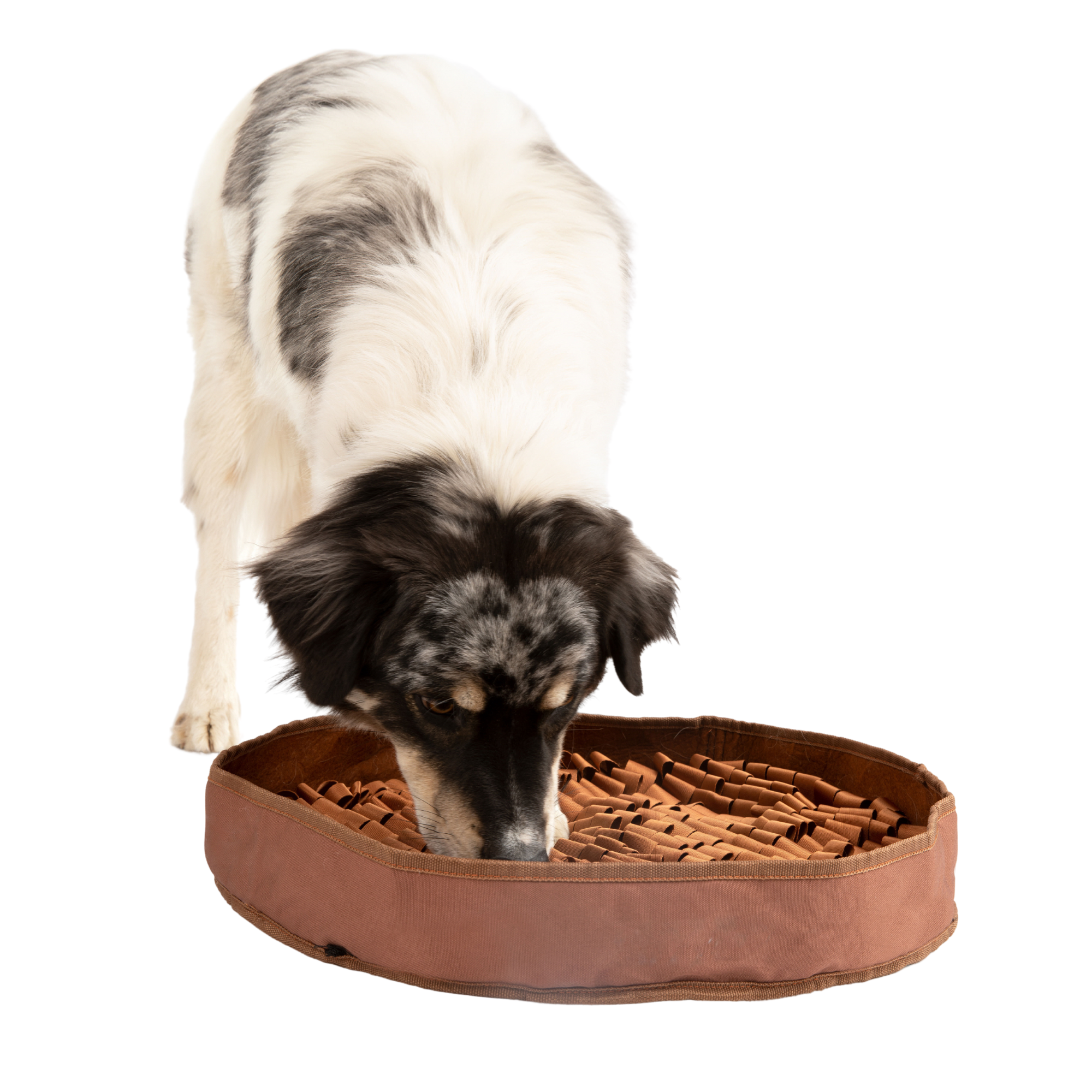 Dog sniffing a snuffle mat on a white background.