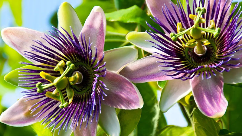 Passionflower