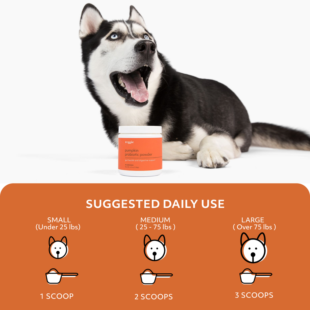 Pumpkin Probiotic Powder Reggie